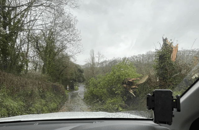 Multiple fallen trees cause disruptions in Dunsford area