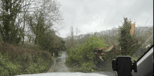 Multiple fallen trees cause disruptions in Dunsford area