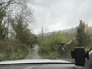 Multiple fallen trees cause disruptions in Dunsford area