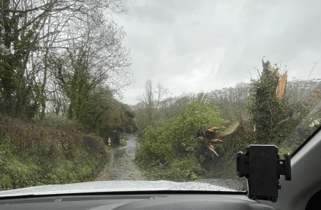 Multiple fallen trees cause disruptions in Dunsford area