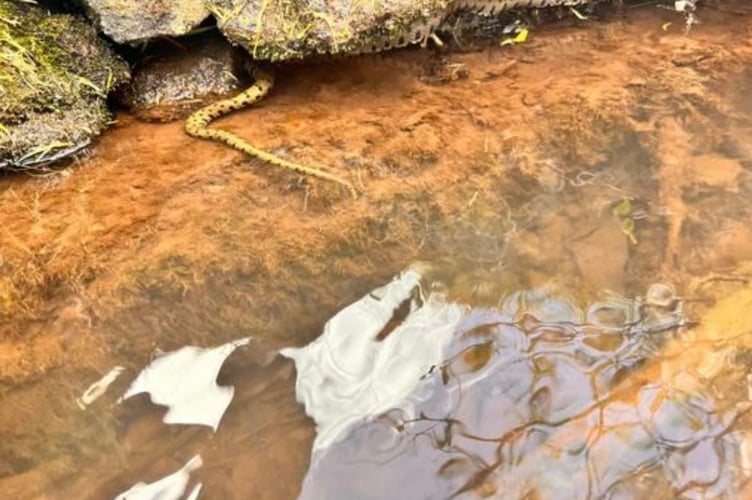 Grass snake seen in Dawlish