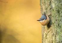Set your alarm for the RSPB's birdsong 'festival'