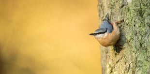 Set your alarm for the RSPB's birdsong 'festival'