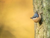 Set your alarm for the RSPB's birdsong 'festival'
