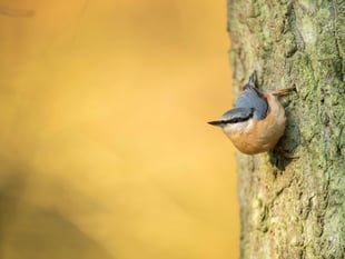 Set your alarm for the RSPB's birdsong 'festival'