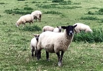 Fewer animals attacked in Devon