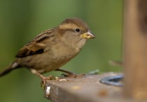 Devon's Big Garden Birdwatch results are in