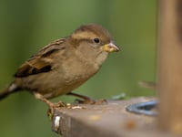 Devon's Big Garden Birdwatch results are in