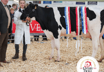 Devon YFC celebrates one of the largest annual show and sales yet