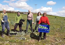 Gleaning group see last of Lloyd's leeks make it to community fridge