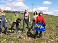 Gleaning group see last of Lloyd's leeks make it to community fridge