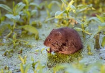 Can you help save the water vole? Volunteers needed to join survey