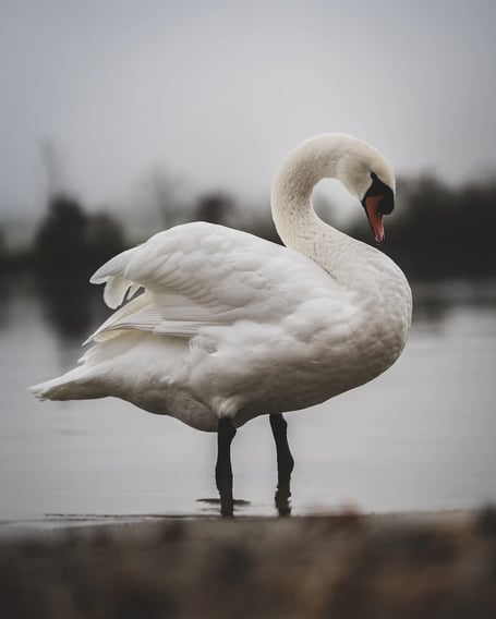 swan stock image