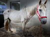 Shocking horse welfare case displays the need for animal charities