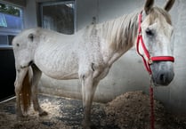 Shocking horse welfare case displays the need for animal charities