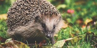 Robots are programmed for hedgehog safety