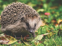 Robots are programmed for hedgehog safety