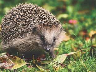 Robots are programmed for hedgehog safety