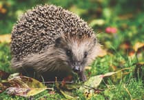 Torbay’s robots are programmed for hedgehog safety