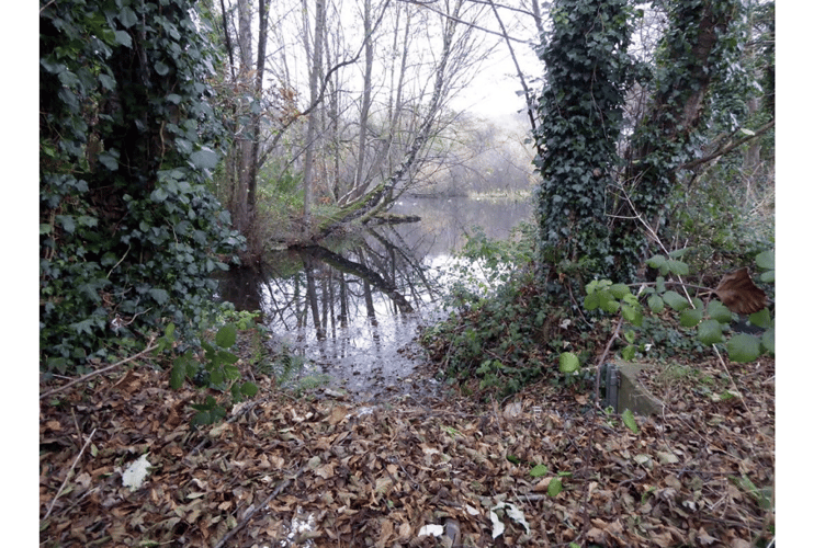 Resident John Rickett has called on people to help reinstate the viewing boardwalk at Pottery Pond, Bovey Tracey.