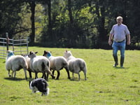 Sheepdog champion to give insight into his trade