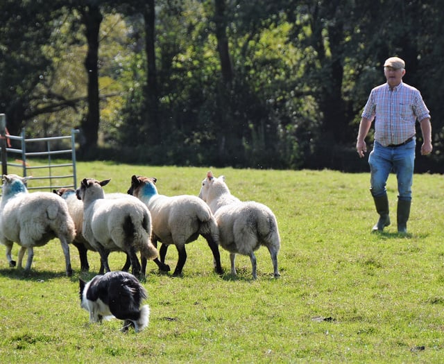 Sheepdog champion to give insight into his trade