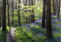 The Woodland Trust celebrate the best of British