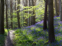 The Woodland Trust celebrate the best of British