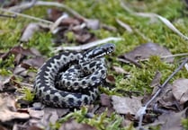 Kingsteignton Vets offer advice for adder bites on your pet