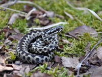 Kingsteignton Vets offer advice for adder bites on your pet
