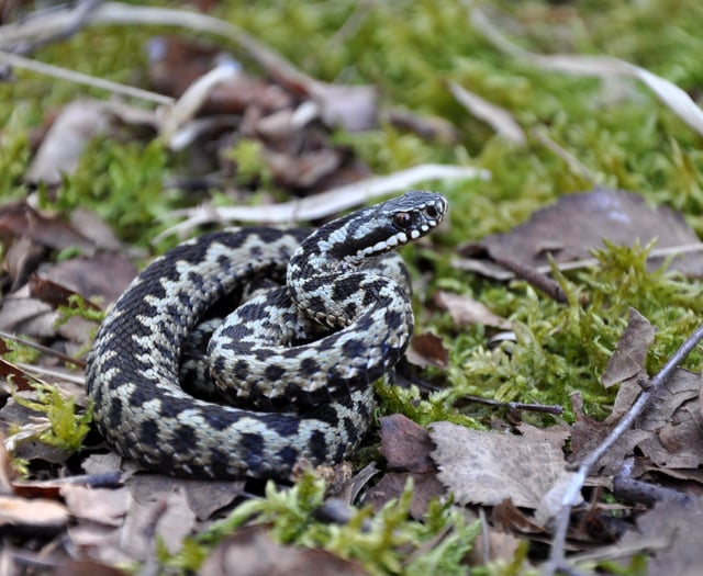 Kingsteignton Vets offer advice for adder bites on your pet