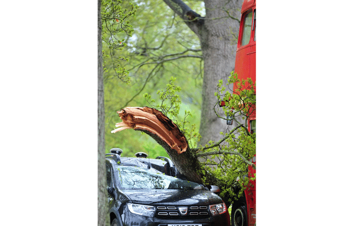 Tree branch crushes car at Powderham Castle