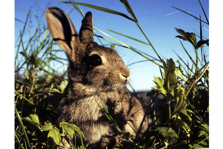 Andrew Cooper Rabbit Photo