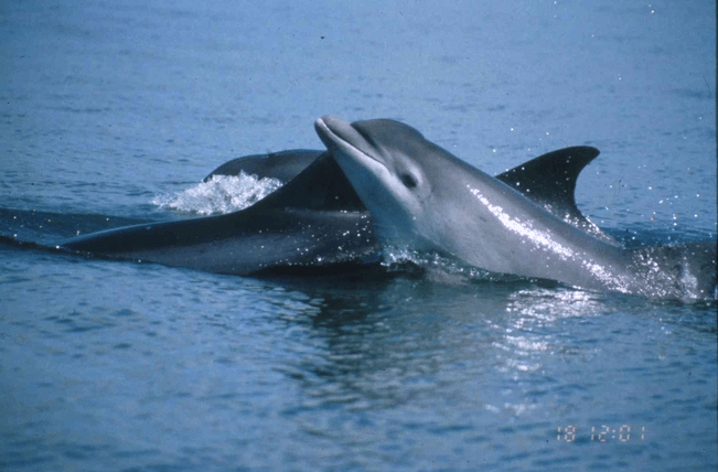 Dolphin