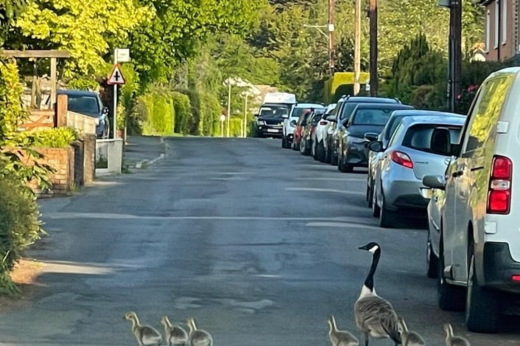 Geese