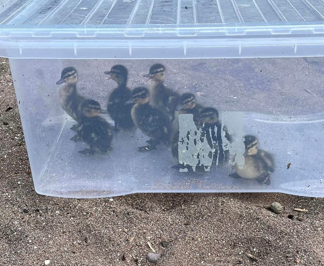 Rescuer boxes clever with runaway ducklings