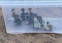 Rescuer boxes clever with runaway ducklings