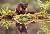 Chance to meet team behind pine martens project