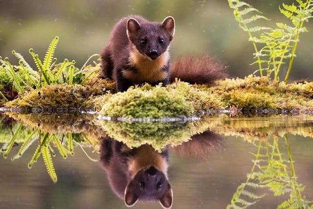 Why we must abandon pine martens rewilding plan