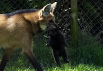 WATCH: Who could be afraid of this cute baby maned wolf?