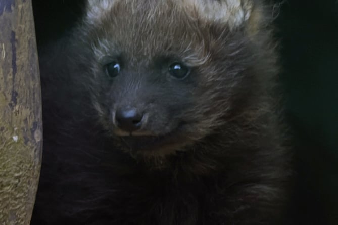 PUPPY POWER: Exmoor Zooâs first little baby maned wolf to be born there.
Pictures: Katie Horrocks
