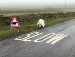 Be alert to heightened risk of sheep attacks during summer holidays