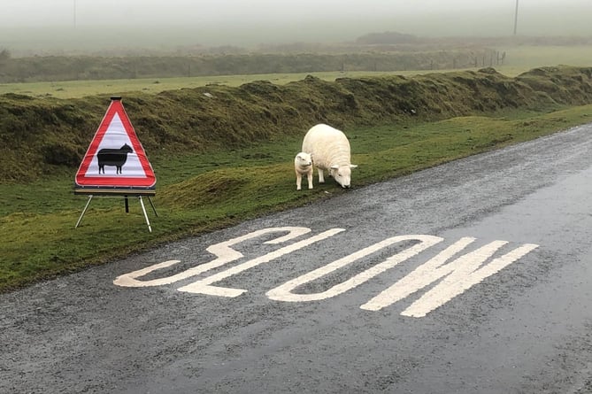 sheep on Dartmoor
