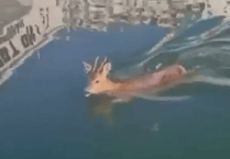 Scallop divers rescue young deer drowning in harbour