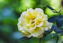 Beauty of eight Shaldon gardens will help cancer charity