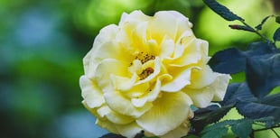 Beauty of eight Shaldon gardens will help cancer charity
