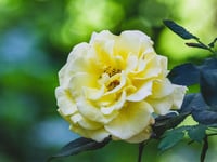 Beauty of eight Shaldon gardens will help cancer charity