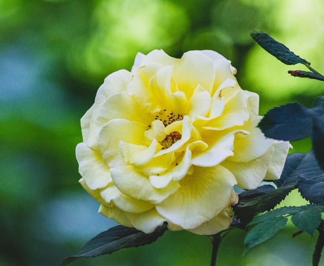 Beauty of eight Shaldon gardens will help cancer charity