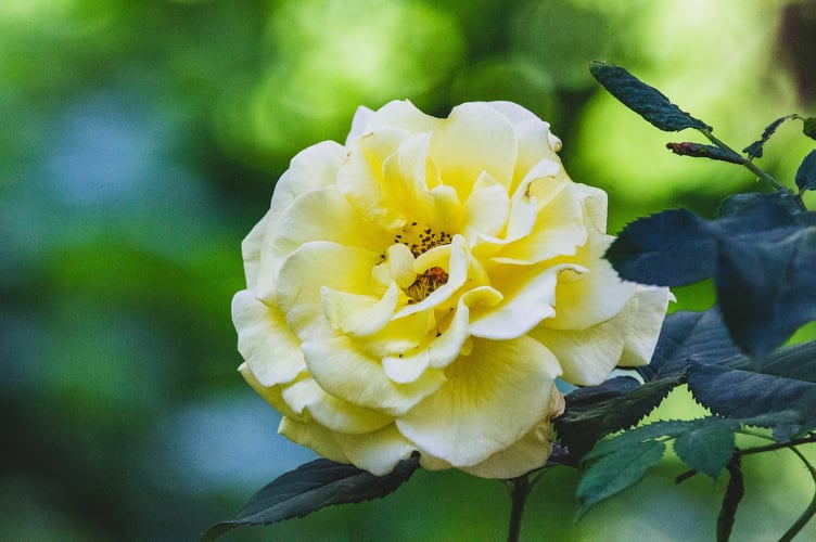 open garden stock image