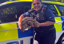 Darwin the tortoise has a brush with the law!